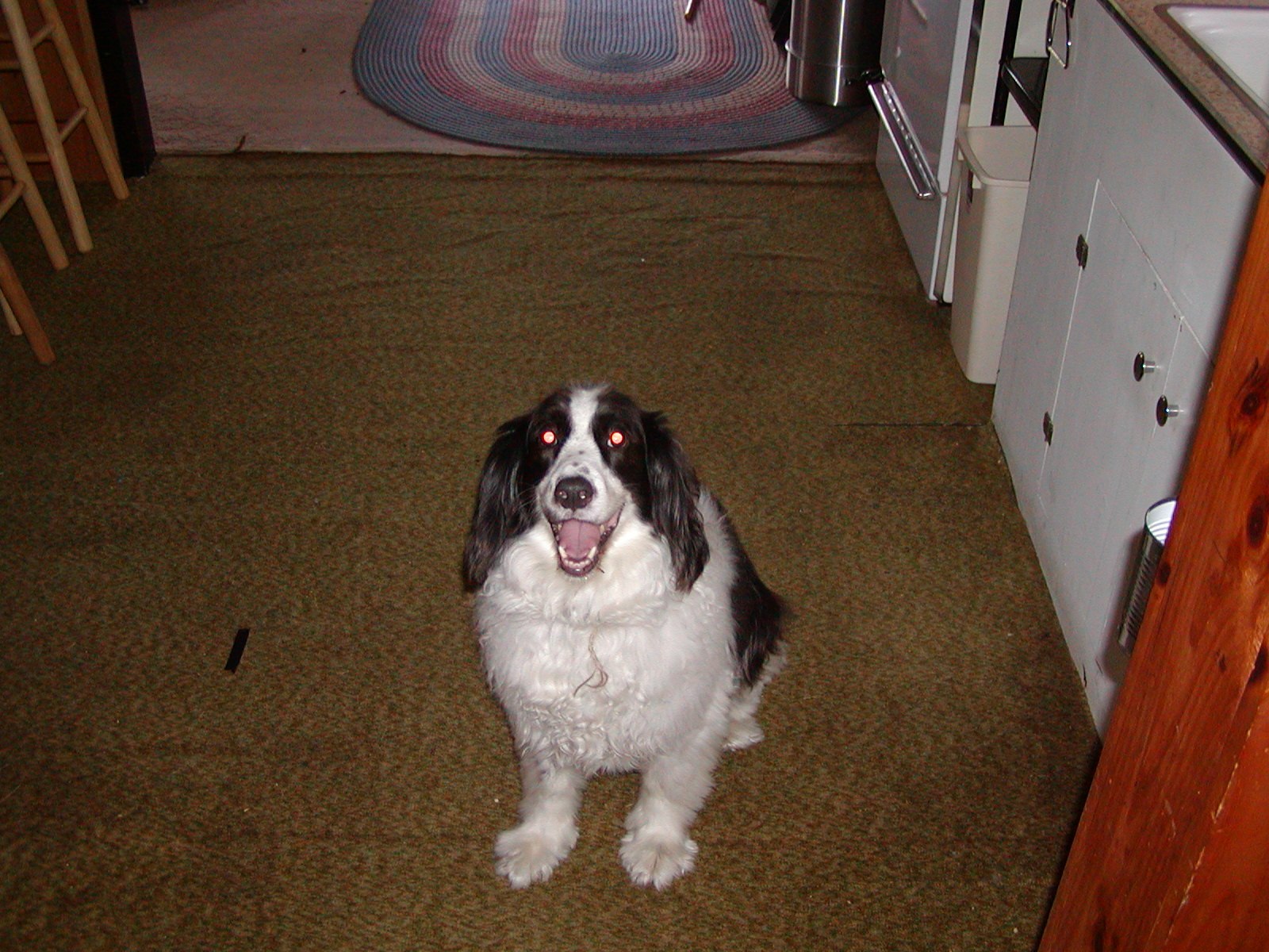 very dumb dog