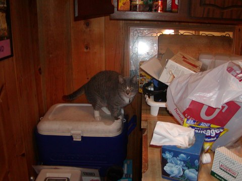 Max's new litter box