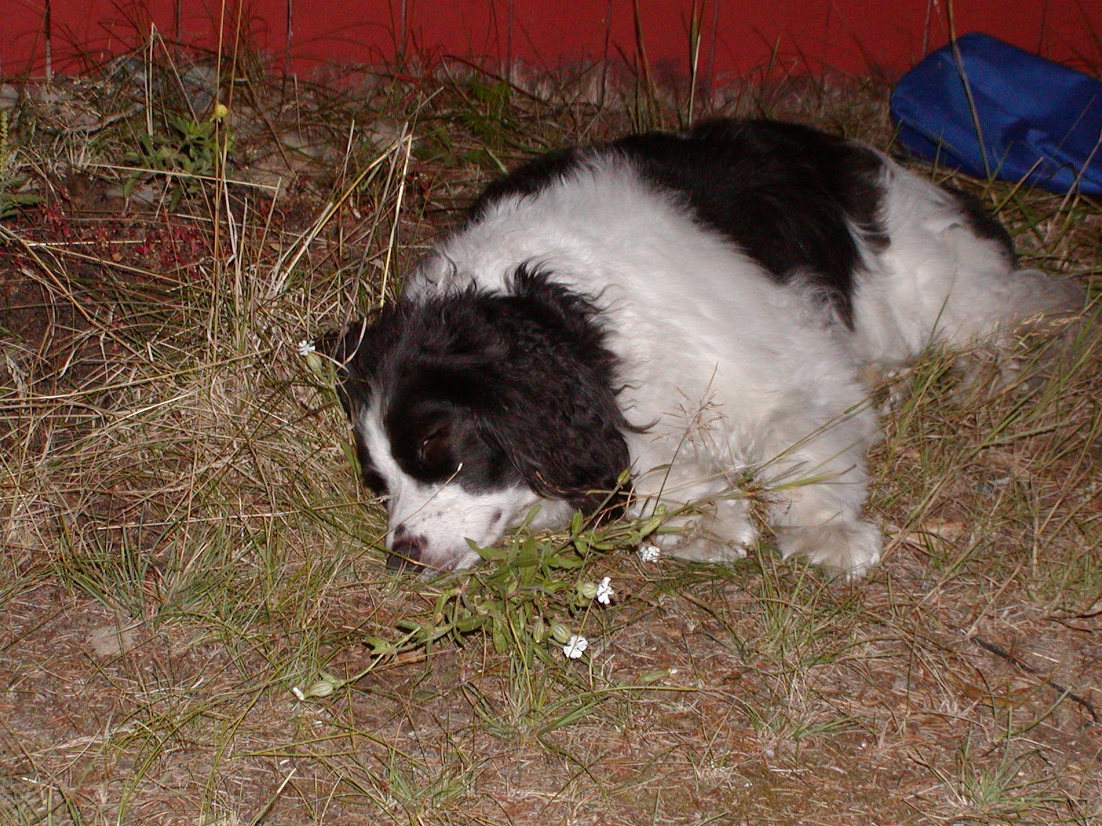This is what happens when youo make your dog go canoeing for 4 hours.