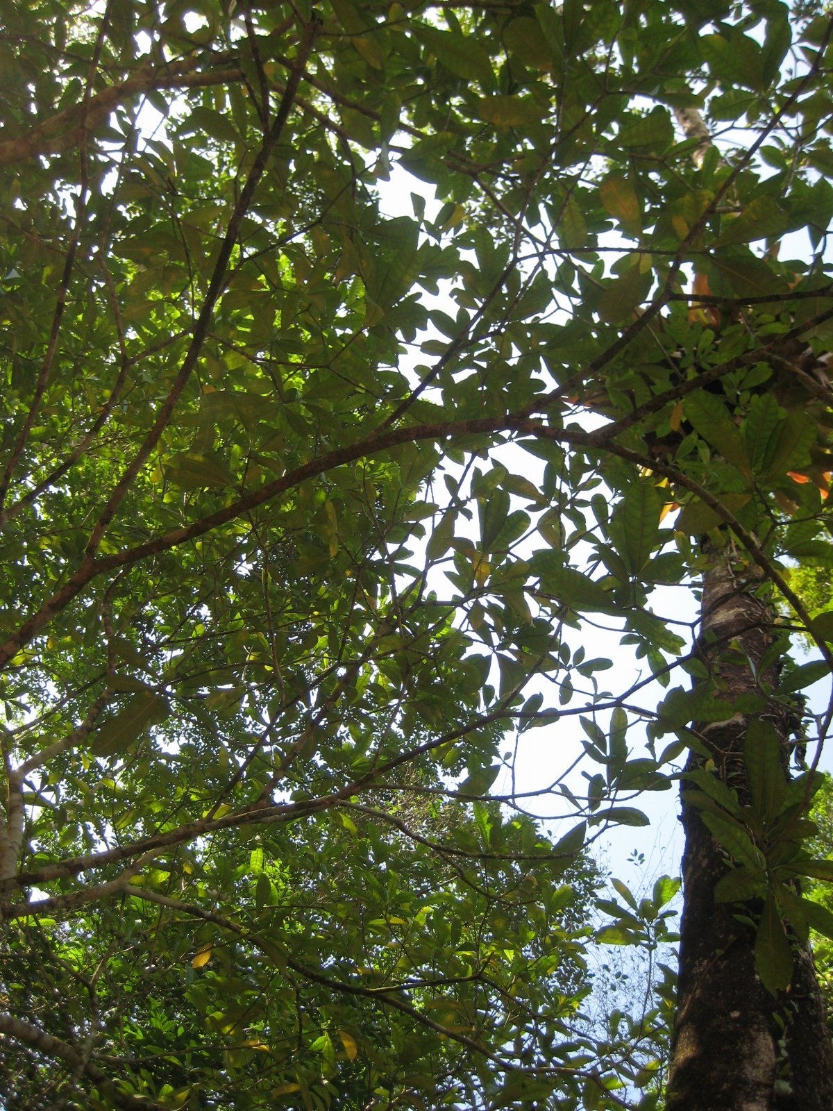 Belize — photograph 44