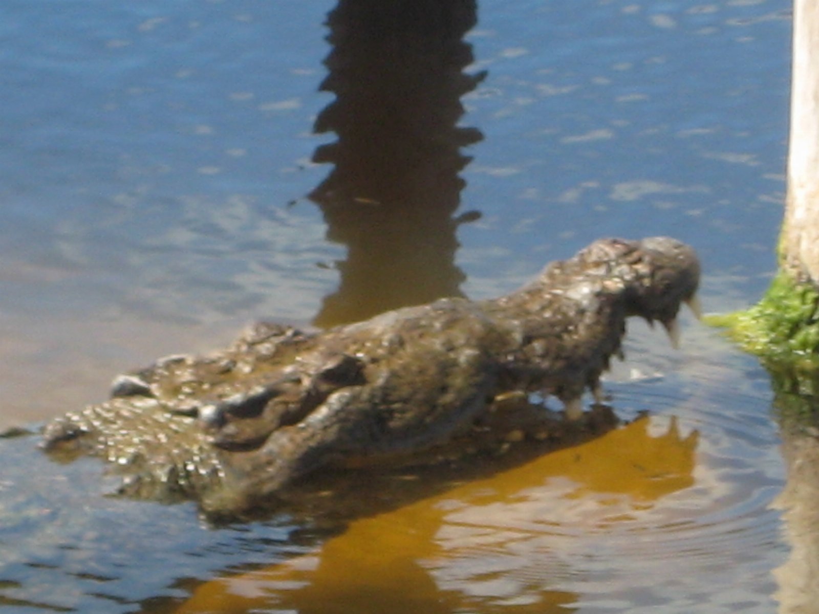 Cozumel — photograph 19