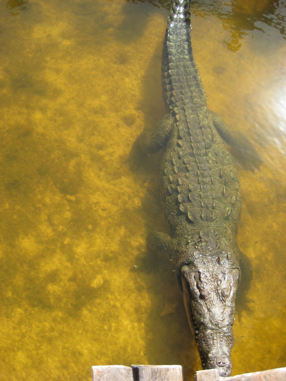 Cozumel — photograph 22