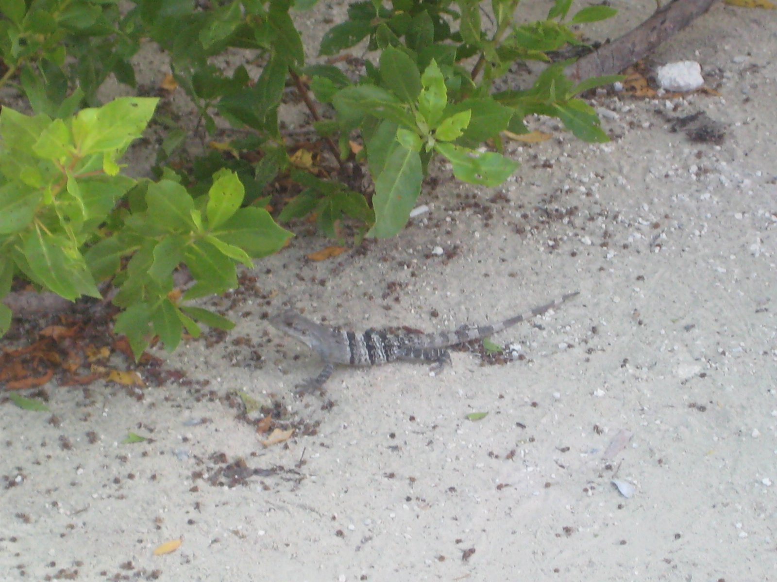 Cozumel — photograph 29