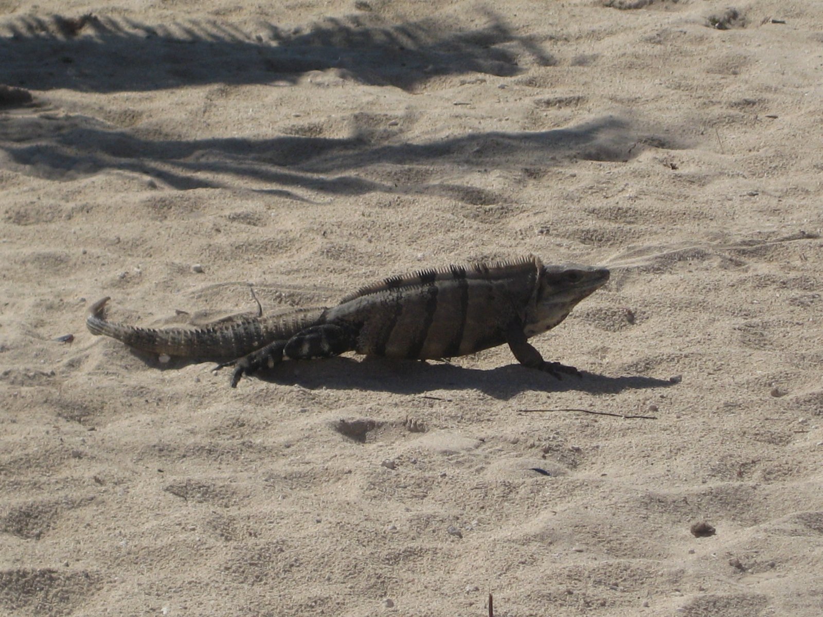 Cozumel — photograph 33
