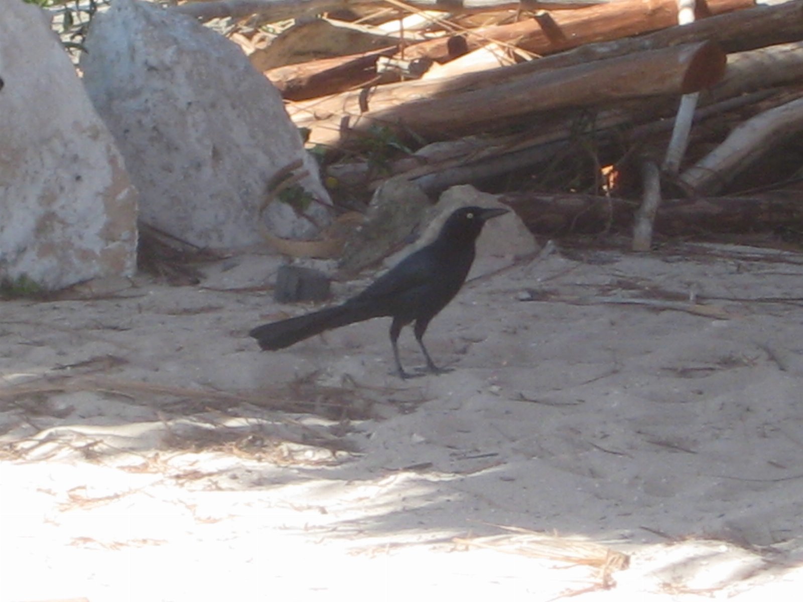 Cozumel — photograph 34