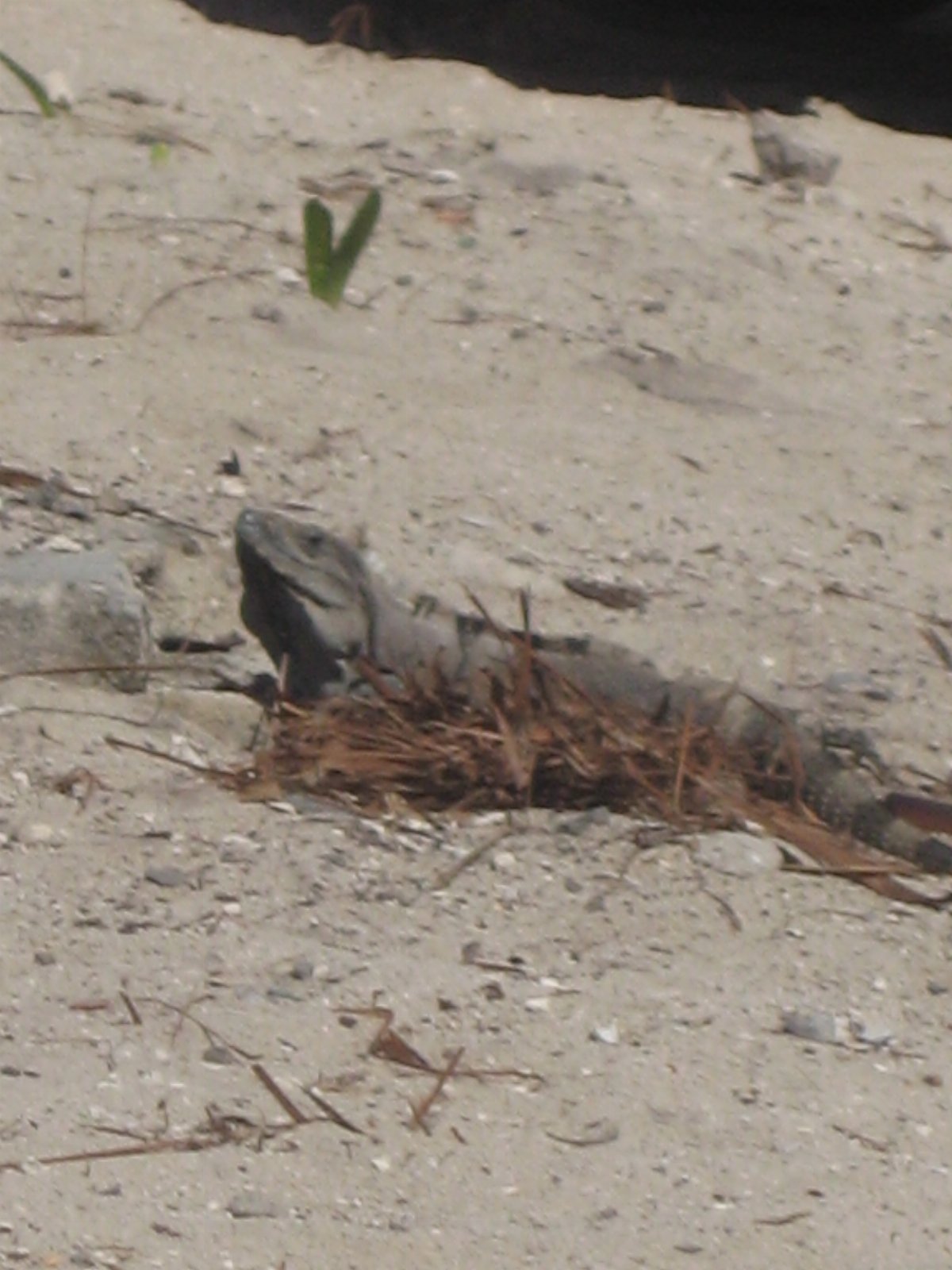 Cozumel — photograph 35