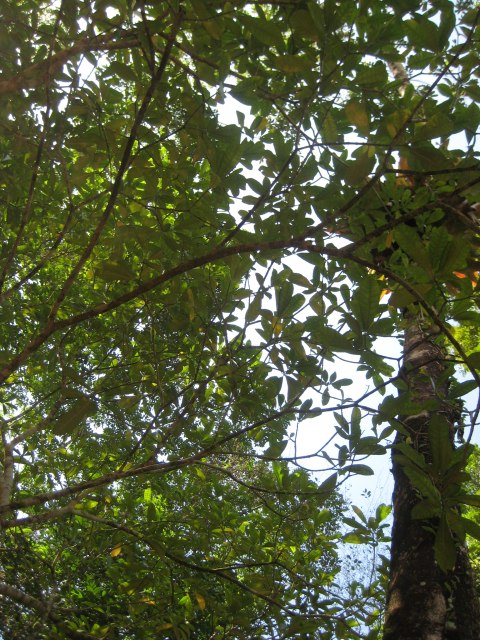 Belize — photograph 44