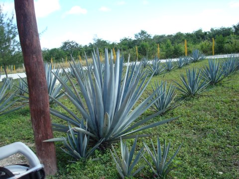 Cozumel — photograph 83