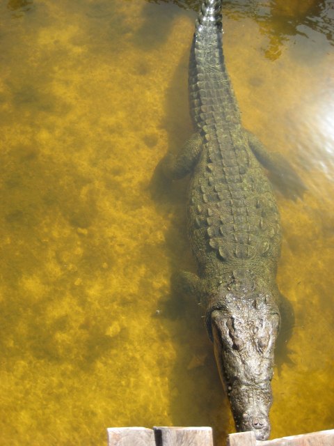 Cozumel — photograph 22