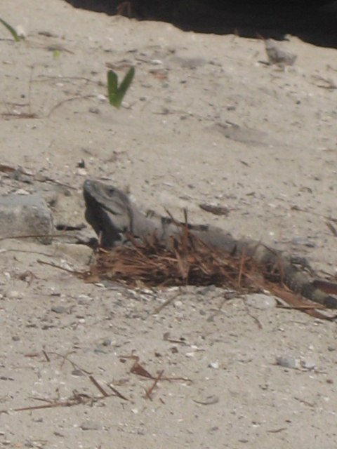 Cozumel — photograph 35