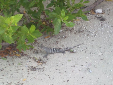 Cozumel — photograph 29