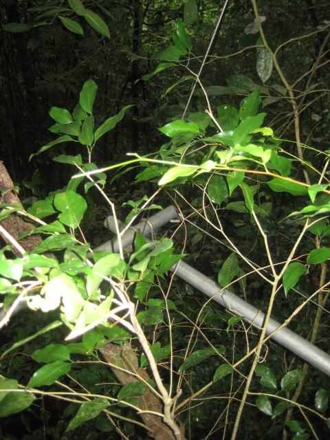 Belize — photograph 26