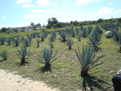 Cozumel — photograph 80